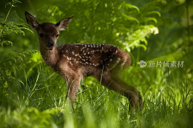 红鹿(Cervus elaphus)